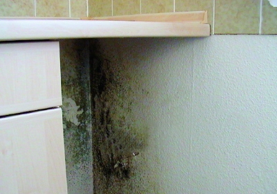 Foto Schimmelpilzsanierung